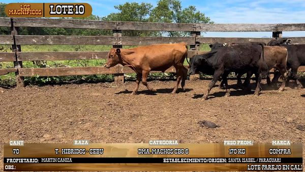Lote LOTE 10