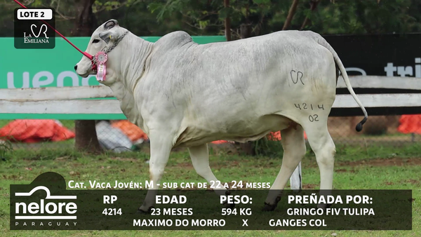 Lote LOTE 2 - BOZAL