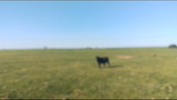 Lote Toros AA 450kg -  en Chamizo