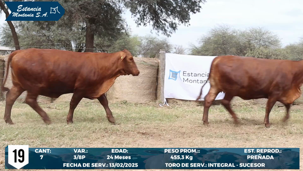 Lote LOTE 19