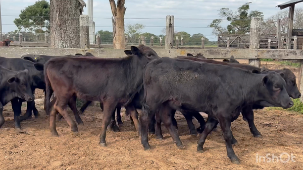 Lote 123 Terneras en Corrientes, San Cosme