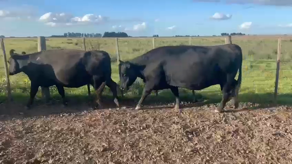 Lote 85 Vacas C/ gtia de preñez