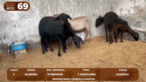 Lote LOTE 69 -POR PANTALLA