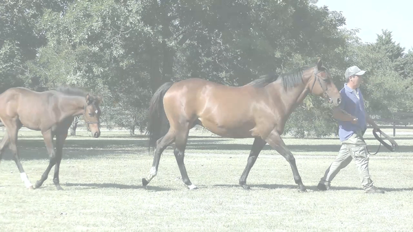 Lote ITALIAN COAST (STAR DABBLER - ANGELIQUINE)  Vacia. C/Cria de RERIDE.