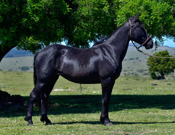 Lote Esmeralda Las Cascadas