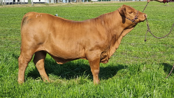 Lote JACARANDA BR ARDIENTE 18