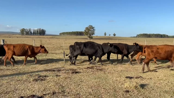 Lote 318 Vacas de invernada en Sarandi de Amaral