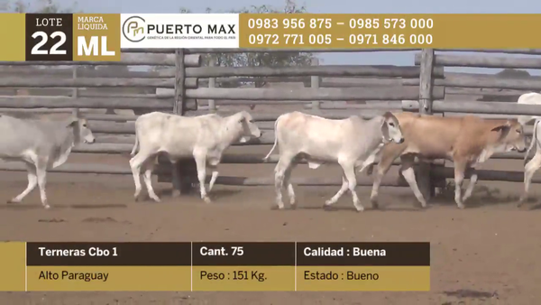 Lote Terneras hasta 170 kg