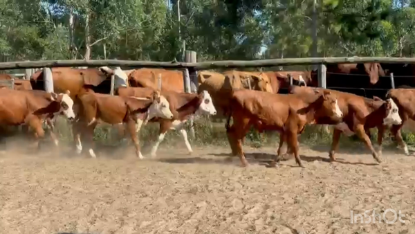 Lote 130 Terneros/as en Corrientes, Santa Rosa