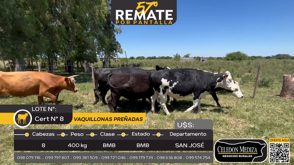 Lote 8 Vaquillonas Preñadas en San José , San José