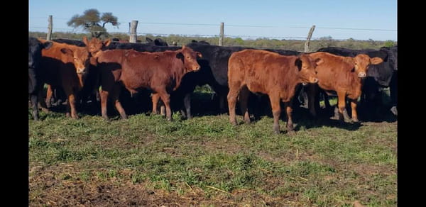 Lote 38 Terneros/as en Entre Ríos, Villaguay