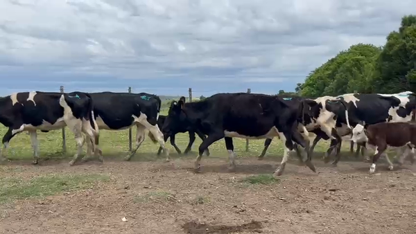 Lote 12 Piezas de cría 400kg - , San José