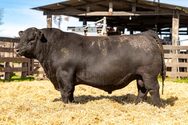 Lote Toro PP