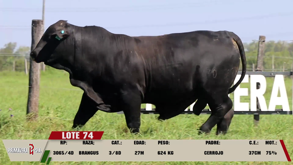 Lote LOTE 74