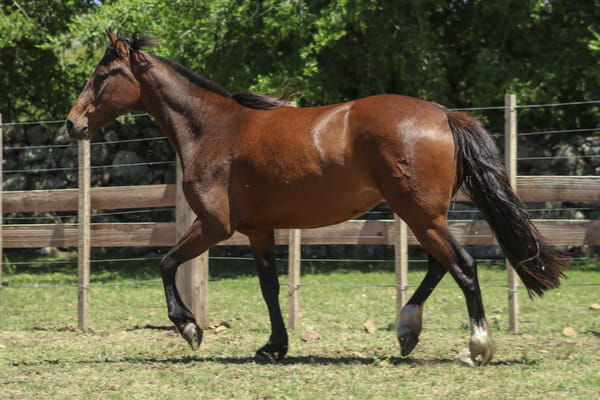 Lote AGUAS CLRAS NARDA