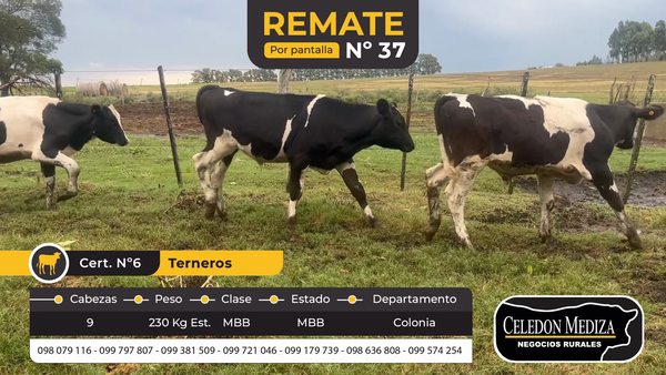 Lote 9 Terneros en Tarariras, Colonia
