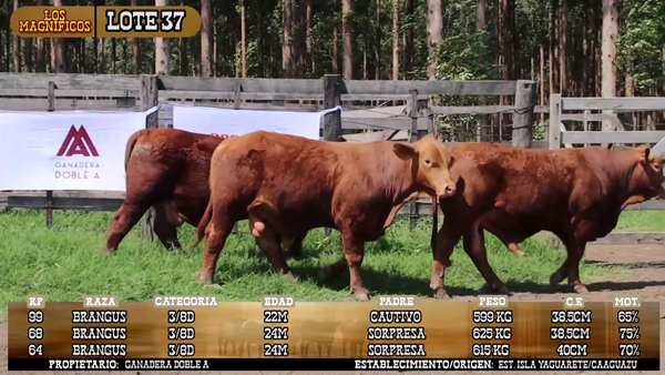 Lote LOTE 37
