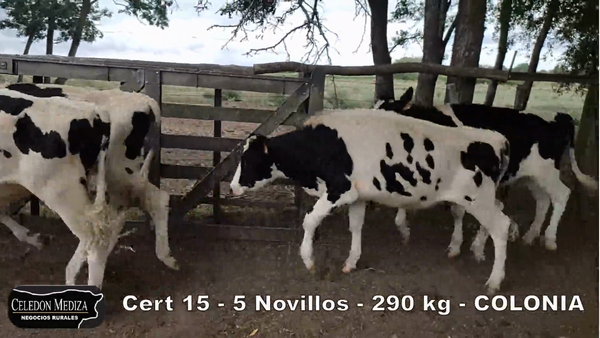 Lote 5 Novillos 1 a 2 años en Agraciada, Soriano