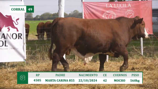Lote TOROS BRAFORD A VENTA EN HERSILIA 2026