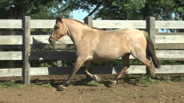 Lote MACEDO MANCHITA OPORTO