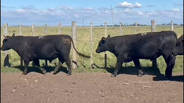 Lote Lote 1 - La Firmeza