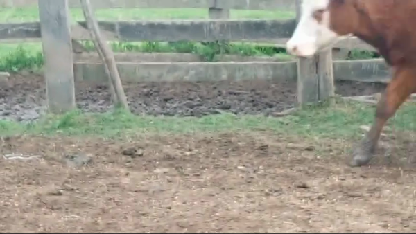 Lote 30 Piezas de cría en Puntas de Abrojal - 35 km de Vichadero, por camino vecinal