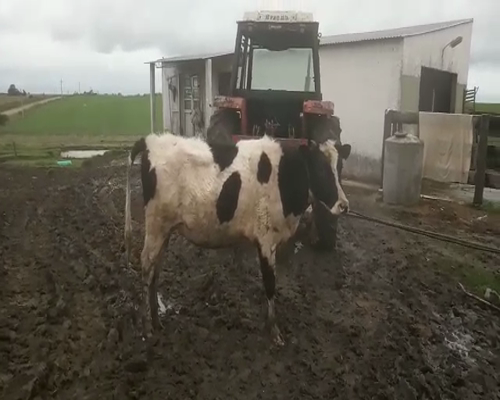 Lote Terneras HOLANDO 170kg - , San José
