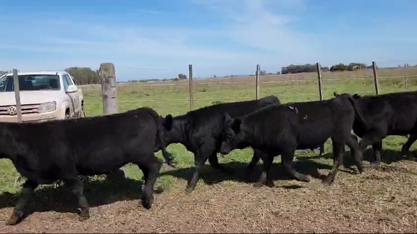 Lote 27 Terneros/as en Magdalena, Buenos Aires