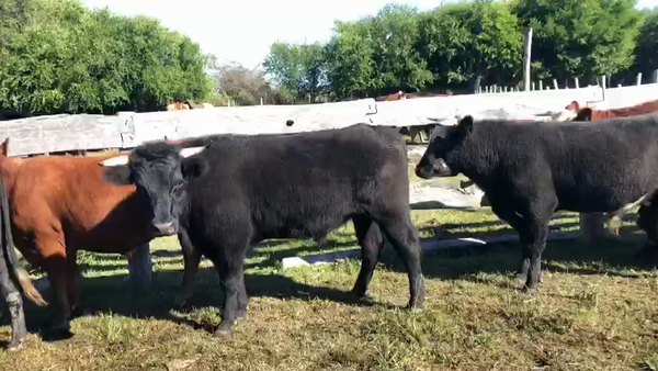 Lote 8 Novillos de El Canutillo