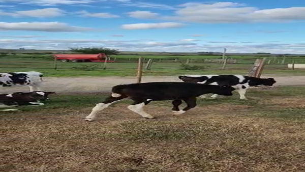 Lote 14 terneros holando