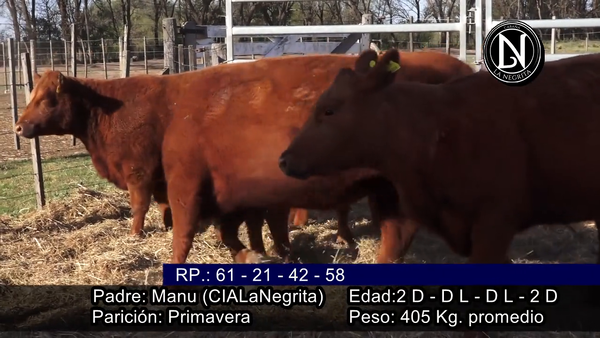 Lote VAQUILLONAS PREÑADAS PARICION PRIMAVERA