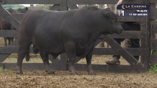 Lote TORO ANGUS PURO CONTROLADO
