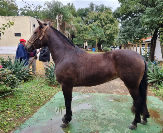 Lote CRIOLLOS EXPO INTERNACIONAL 2022 RP 32- LOTE 4