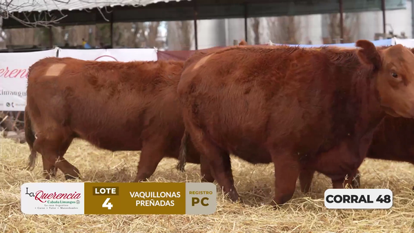 Lote VAQUILLONAS PC PREÑADAS PARICIÓN PRIMAVERA 2026
