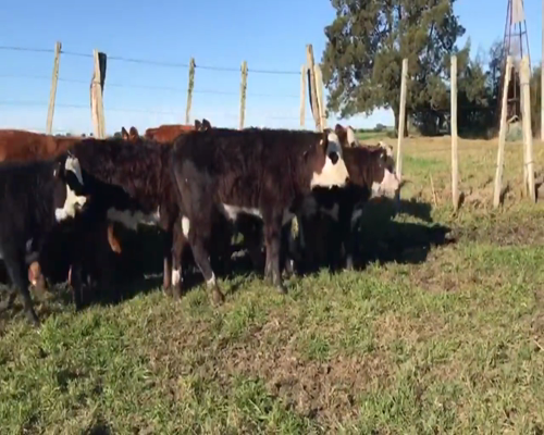 Lote (Vendido)14 Terneros y Terneras Cruza 100kg -  en Pavón