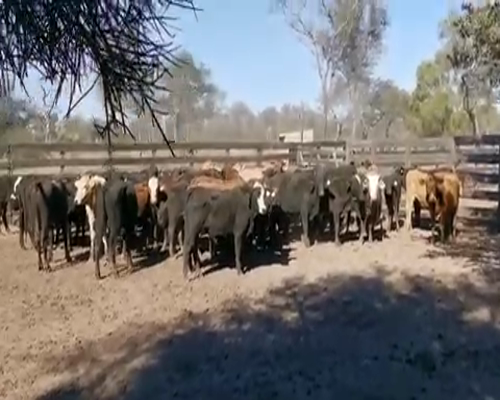 Lote 90 Terneros en Juan José Castelli, Chaco