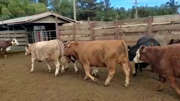 Lote 20 Vaquilla Gorda en Los Ángeles, VIII Región Biobío