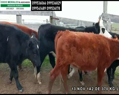 Lote 13 Novillos en Ptas.del Perdido, Soriano