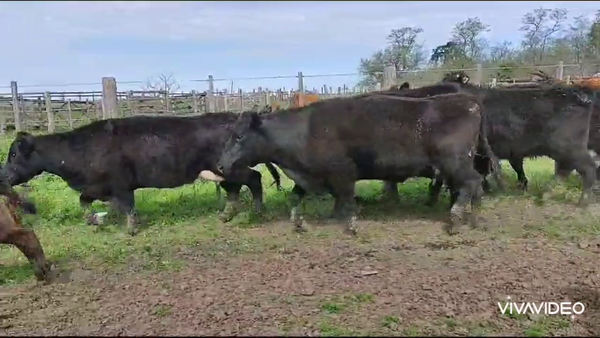 Lote 10 Vacas nuevas C/ cria en Brandsen, Buenos Aires