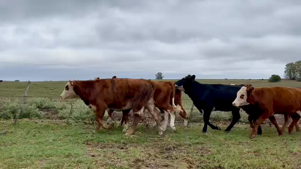 Lote VAQUILLONAS 1 a 2 AÑOS