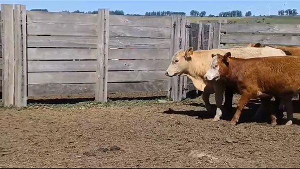 Lote (Vendido)13 Terneros BRAMAN/ AA 220kg -  en RUTA 23