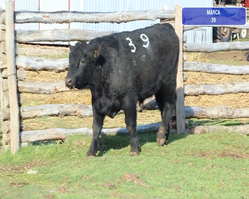 Lote 1 Toro en Coyhaique, XI Región Aysén