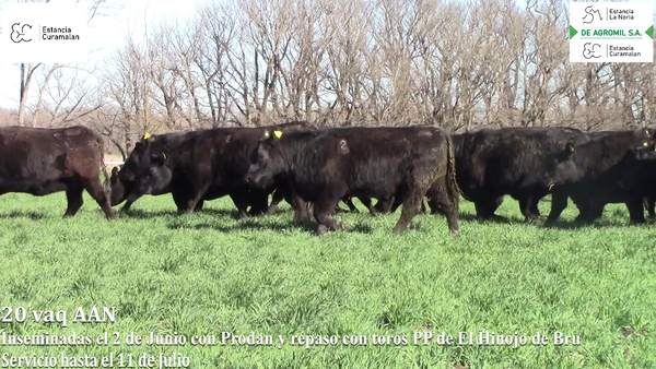 Lote Vaquillonas "Curamalan"