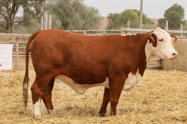 Lote LOTE 39