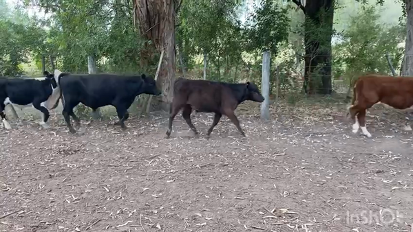 Lote 40 Terneros/as en Brandsen, Buenos Aires