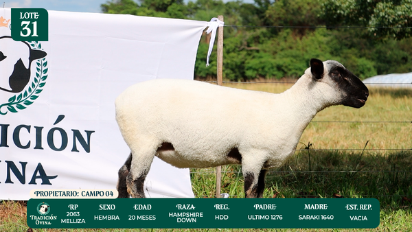 Lote LOTE 31