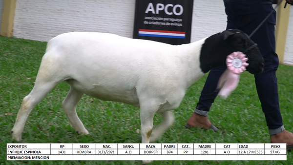 Lote Dorper Expo Internacional 2022 - Lote 5
