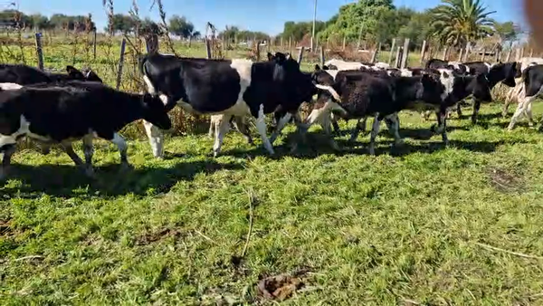 Lote 21 Terneros, San José