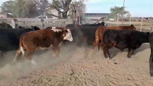 Lote 17 Novillitos y 7 vaquillonas Cruzas Británicas en Humberto 1º, Santa Fe