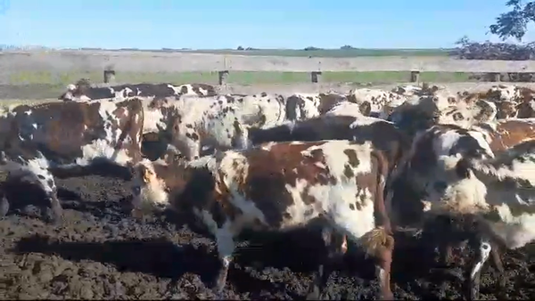 Lote 20 Terneras NORMANDO 220kg -  en POLANOS